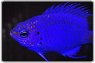 Springer's Damselfish